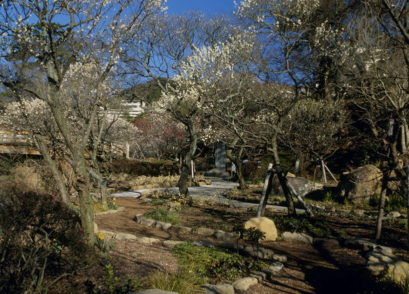无人,横图,室外,白天,正面,旅游,度假,美景,树林,植物,道路,路,静冈县,日本,亚洲,弯曲,盛开,景观,小路,梅花,交通,花蕾,娱乐,花,花瓣,花朵,鲜花,树,树木,绿色,自然,花苞,花蕊,享受,休闲,景色,放松,蜿蜒,生长,成长,高雅,坚强,自然风光,东亚,本州,本州岛,日本国,中部地方,静冈,春梅,梅,彩图,热海梅园,热海市