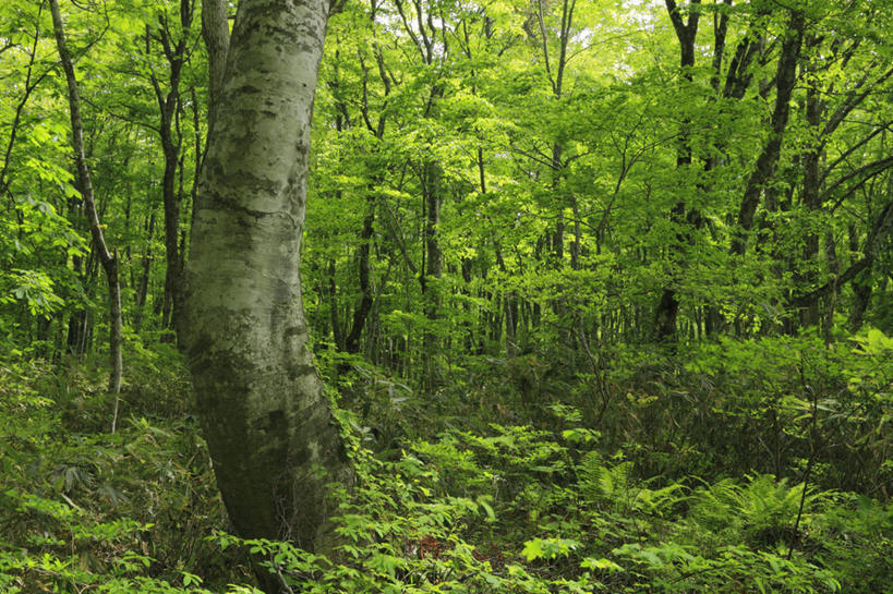 无人,横图,室外,白天,正面,旅游,度假,美景,森林,树林,植物,日本,亚洲,景观,娱乐,树,树木,绿色,自然,享受,休闲,景色,放松,生长,成长,自然风光,东亚,山毛榉,本州,本州岛,日本国,中国地方,麻栎金刚,山毛榉树,鸟取,鸟取县,彩图,大山町,西伯郡