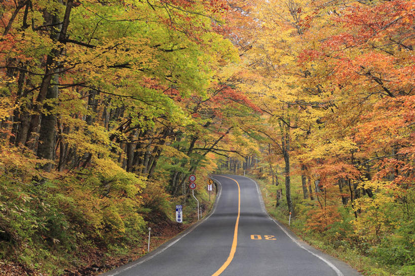 无人,横图,室外,白天,正面,旅游,度假,美景,秋季,森林,树林,植物,道路,路,公路,日本,亚洲,弯曲,景观,分界线,停车线,交通,娱乐,树,树木,绿色,自然,享受,休闲,景色,放松,蜿蜒,生长,成长,车行道,车行道分界线,自然风光,标线,东亚,车行线,山毛榉,本州,本州岛,日本国,中国地方,麻栎金刚,山毛榉树,鸟取,鸟取县,秋,秋天,马路,彩图,大山町,西伯郡
