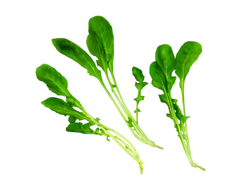 无人,横图,插画,室内,特写,白天,白色背景,正面,数码,科技,蔬菜,阴影,新鲜,网络,食品,高光,几何,计算机图形,合成,图画,画,食物,三个,绿色,有机食品,绿色食品,电脑合成图,数码合成图,合成图,漫画,芝麻菜,写实,具体,具象,德国芥菜,火箭生莱,芸芥,芝麻叶,紫花南芥,彩图