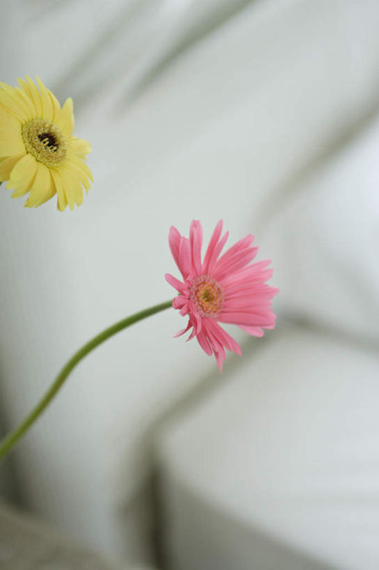 无人,竖图,室内,特写,白天,正面,快乐,幸福,朦胧,模糊,盛开,玛格丽特,花蕾,雏菊,花,花瓣,花朵,鲜花,花苞,花蕊,菊花,活力,希望,坚强,和平,离别,延命菊,幸福花,春菊,马兰头花,暗恋,纯情,单恋,天真,彩图,愉快