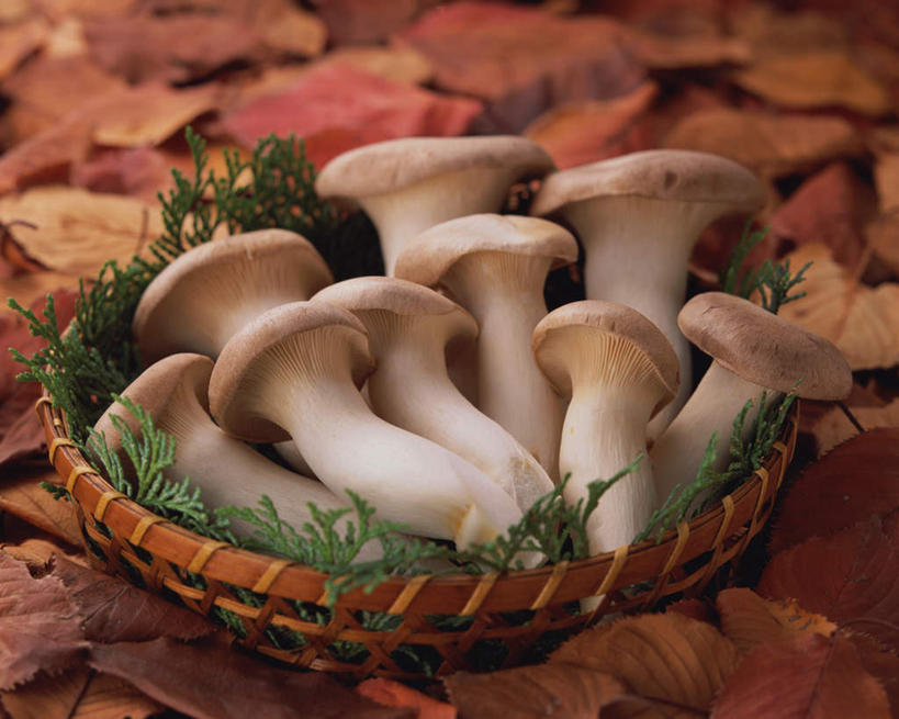 无人,交叉,横图,俯视,室内,特写,白天,植物,餐桌,桌子,竹子,蔬菜,叶子,阴影,竹制,新鲜,编织,光线,篮子,影子,菌菇,蘑菇,食品,枯叶,落叶,松茸,草药,药草,菌类,松蕈,中药,食物,竹篮,食用菌,有机食品,绿色食品,餐台,竹条,交织,竹制品,药材,中草药,中药材,本草,大花菌,剥皮菌,菌中之王,山珍,松菇,松菌,松口蘑,裕茂萝,穿插,叶,叶片,彩图,高角度拍摄