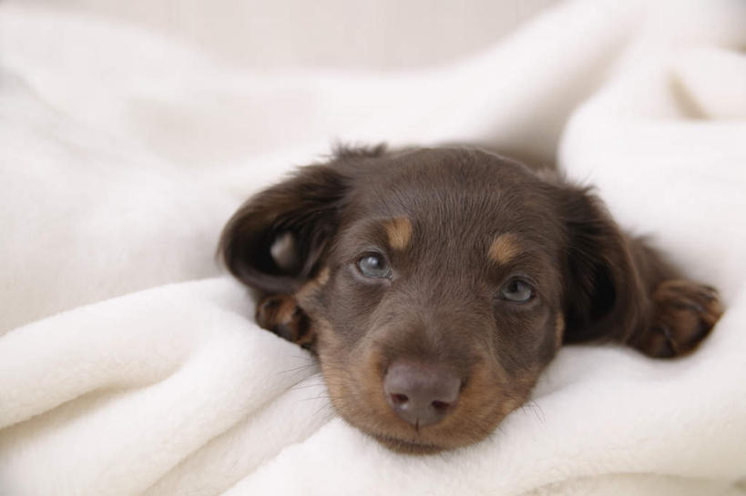 无人,横图,室内,白天,白色背景,正面,宠物,狗,纺织物,猎犬,注视,一只,白色,黑色,动物,毛巾,观察,看,趴着,清洁,可爱,摄影,影棚,观看,保暖,察看,关注,透气,德国猎犬,防水,忠诚,储水,耐磨,吸水,犬,趴,半身,彩图,影棚拍摄,拍摄