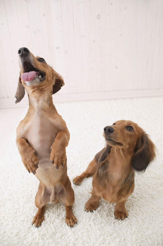 无人,站,竖图,室内,白天,白色背景,正面,宠物,狗,猎犬,注视,动物,观察,看,站着,张嘴,两只,可爱,摄影,影棚,观看,察看,关注,张大嘴巴,德国猎犬,忠诚,张开嘴,犬,站立,彩图,全身,影棚拍摄,拍摄