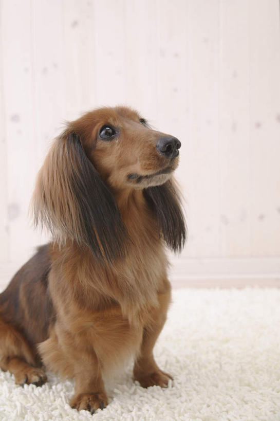 无人,坐,竖图,室内,白天,白色背景,正面,宠物,狗,猎犬,注视,一只,动物,观察,看,可爱,摄影,影棚,观看,察看,关注,德国猎犬,忠诚,犬,坐着,彩图,全身,影棚拍摄,拍摄