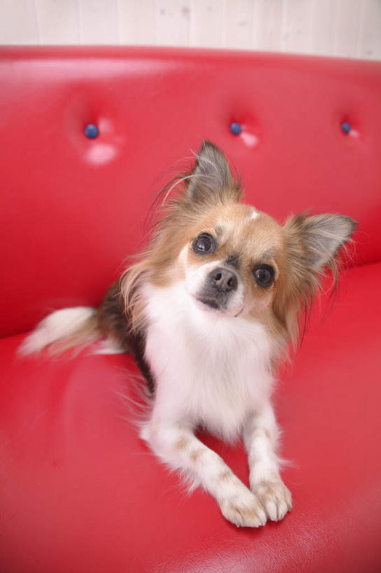 无人,竖图,俯视,室内,白天,白色背景,沙发,宠物,狗,吉娃娃,注视,一个,一只,红色,动物,观察,看,趴着,可爱,摄影,影棚,单个,观看,察看,关注,忠诚,芝娃娃,奇娃娃,吉娃娃犬,齐花花,犬,趴,抬头,仰头,彩图,高角度拍摄,全身,影棚拍摄,拍摄,皮沙发