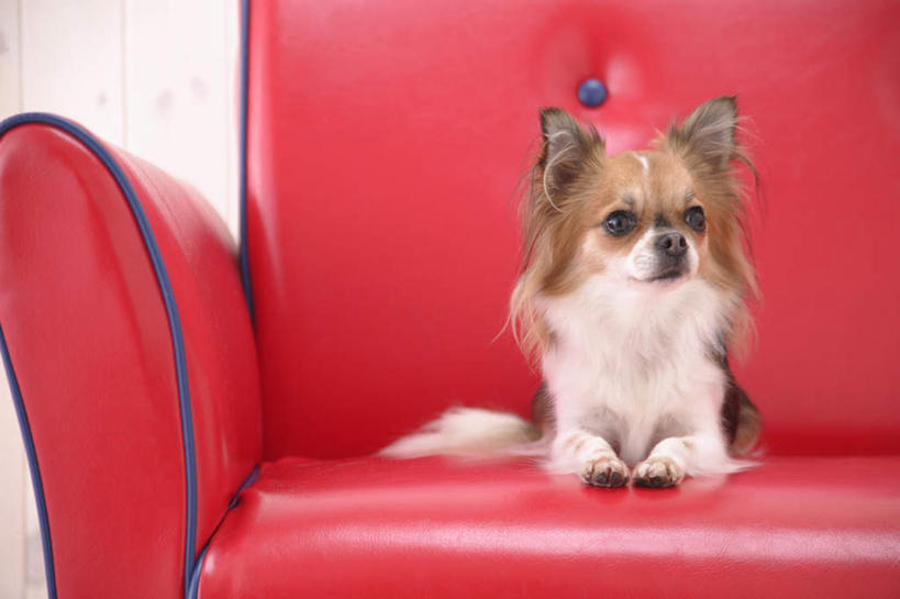 无人,横图,室内,白天,白色背景,正面,沙发,宠物,狗,吉娃娃,注视,一个,一只,红色,动物,观察,看,趴着,可爱,摄影,影棚,单个,观看,察看,关注,忠诚,芝娃娃,奇娃娃,吉娃娃犬,齐花花,犬,趴,彩图,全身,影棚拍摄,拍摄,皮沙发