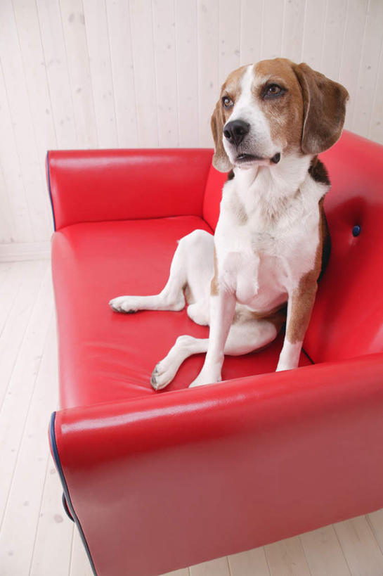 无人,坐,竖图,室内,白天,白色背景,正面,沙发,宠物,狗,猎兔犬,注视,一个,一只,红色,动物,观察,看,可爱,摄影,比格犬,影棚,单个,观看,察看,关注,忠诚,米格鲁猎兔犬,贝高狗,贝高犬,比格狗,猎兔狗,犬,坐着,彩图,全身,影棚拍摄,拍摄,皮沙发