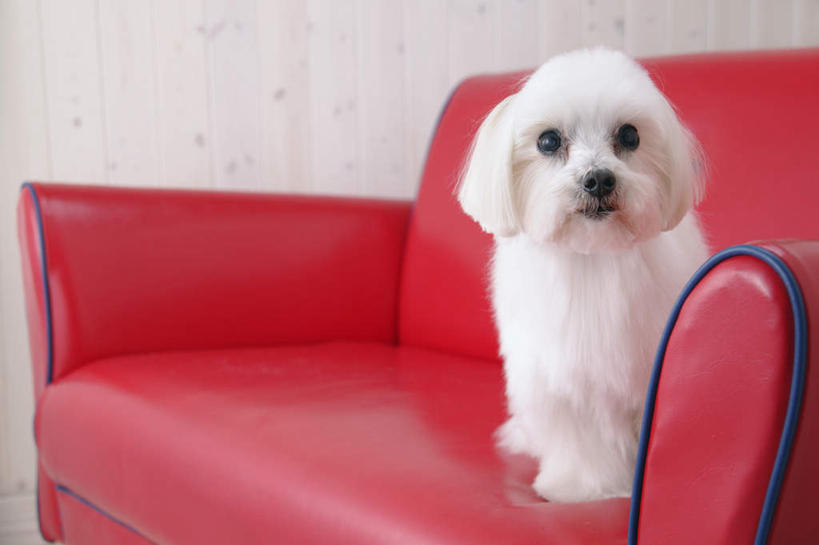 无人,坐,横图,室内,白天,白色背景,正面,沙发,宠物,狗,注视,一只,红色,动物,观察,看,可爱,摄影,玛尔济斯犬,影棚,观看,察看,关注,忠诚,马尔济斯犬,马尔济斯狗,马尔他犬,马耳他岛猎犬,玛尔济斯狗,犬,坐着,彩图,全身,影棚拍摄,拍摄,皮沙发