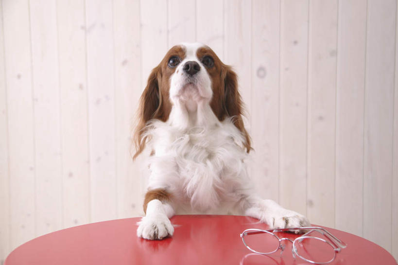 无人,站,横图,室内,白天,白色背景,正面,桌子,宠物,狗,眼镜,办公桌,注视,骑士查理王猎犬,一个,一只,红色,动物,观察,看,站着,可爱,摄影,影棚,单个,观看,察看,关注,近视眼镜,查理士王小猎犬,查理王小猎犬,骑士查理王犬,犬,站立,半身,彩图,影棚拍摄,拍摄