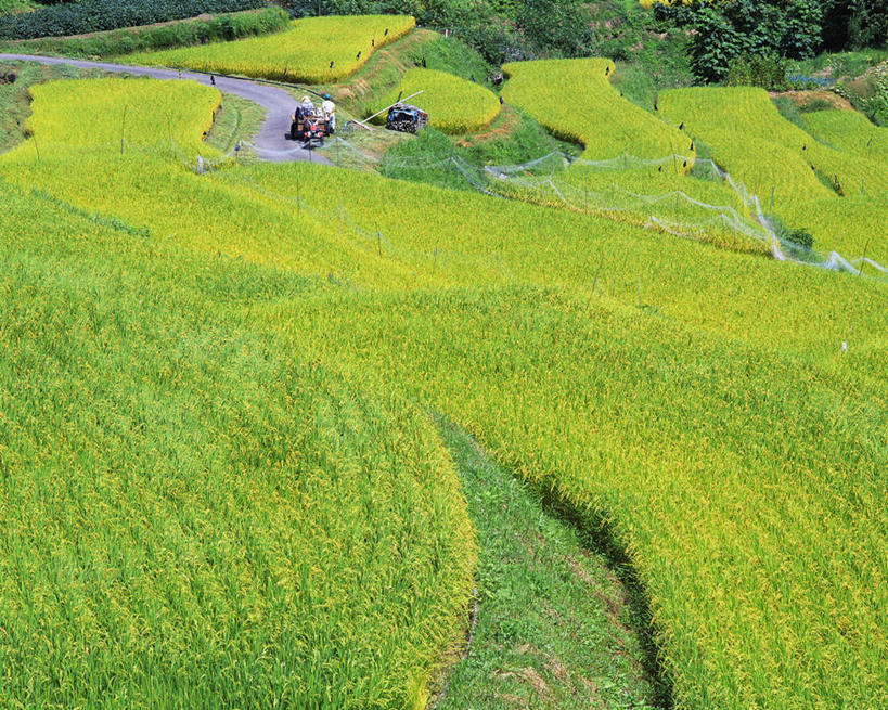 东方人,两个人,农民,农田,站,横图,俯视,室外,白天,旅游,度假,庄稼,梯田,农作物,美景,日本,亚洲,弯腰,阴影,服装,曲折,弯曲,光线,影子,景观,谷物,水稻,注视,黄种人,娱乐,稻,衣服,阳光,自然,观察,看,站着,享受,休闲,景色,放松,服饰,蜿蜒,观看,察看,衣着,穿着,关注,自然风光,东亚,本州,本州岛,日本国,中部地方,新潟,新潟县,弯身,衣饰,长冈,长冈市,男人,男性,中年男性,亚洲人,佃农,农场主,农夫,农工,乡下人,小农,庄稼人,站立,彩图,高角度拍摄,全身,耕地,庄稼田