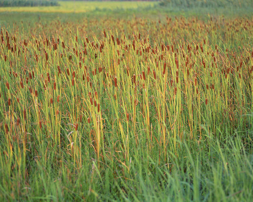 无人,横图,室外,白天,正面,旅游,度假,花海,花圃,美景,植物,叶子,日本,亚洲,阴影,盛开,光线,影子,景观,花蕾,娱乐,花,花瓣,花朵,花卉,鲜花,绿色,阳光,自然,花丛,花束,花田,花苞,花蕊,享受,休闲,景色,放松,自然风光,东亚,香蒲,日本国,东方香蒲,蒲菜,蒲草,水烛,彩图