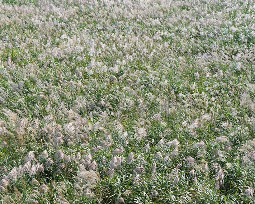 无人,横图,俯视,室外,白天,草地,草坪,美景,田园,植物,日本,亚洲,景观,农村,芒草,绿色,自然,景色,安静,生长,成长,平和,安逸,乡下,自然风光,东亚,五节芒,日本国,管草,管芒,寒芒,彩图,高角度拍摄