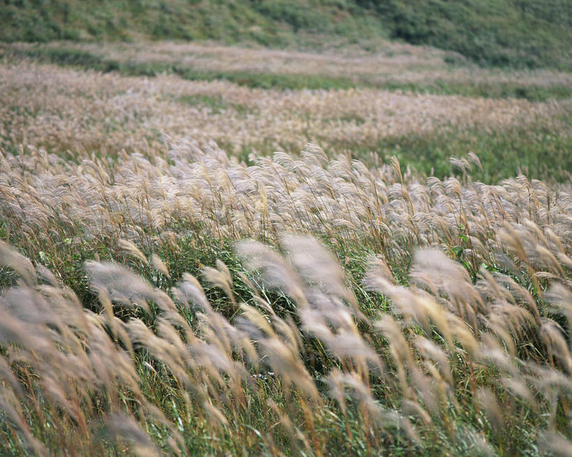 无人,横图,俯视,室外,白天,草地,草坪,美景,田园,植物,日本,亚洲,景观,农村,芒草,排列,绿色,灰色,自然,景色,安静,生长,成长,平和,安逸,队列,乡下,自然风光,东亚,五节芒,日本国,管草,管芒,寒芒,彩图,高角度拍摄