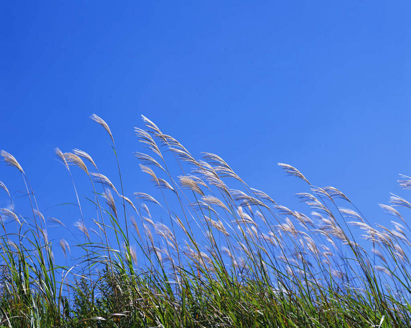 无人,横图,室外,白天,仰视,草地,草坪,美景,田园,植物,日本,亚洲,景观,农村,芒草,草,蓝色,绿色,蓝天,天空,自然,天,景色,安静,生长,成长,平和,安逸,乡下,自然风光,东亚,五节芒,日本国,管草,管芒,寒芒,彩图,低角度拍摄