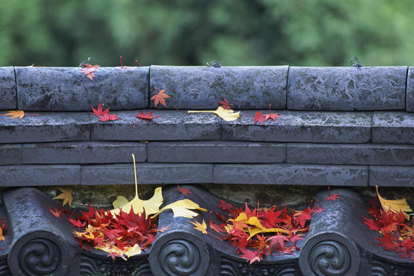 无人,横图,室外,特写,白天,正面,美景,田园,叶子,日本,亚洲,瓦片,屋顶,景观,落叶,顶棚,黄色,红色,绿色,自然,景色,安静,平和,安逸,乡下,自然风光,东亚,日本国,叶,叶片,彩图