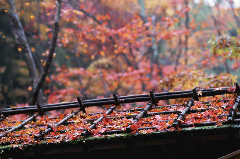 无人,横图,室外,特写,白天,仰视,美景,田园,叶子,日本,亚洲,瓦片,屋顶,景观,落叶,顶棚,树,树木,黄色,红色,绿色,自然,景色,安静,平和,安逸,乡下,自然风光,东亚,日本国,叶,叶片,彩图,低角度拍摄