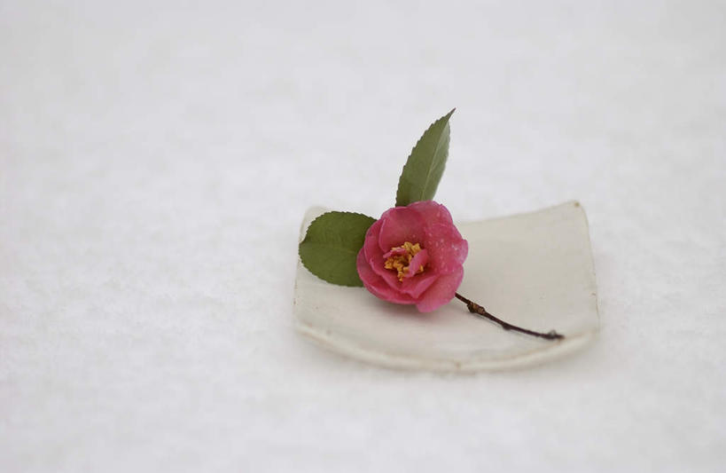 无人,横图,俯视,室外,特写,白天,雪,大雪,山茶花,餐具,碟子,盘,积雪,雪景,冬季,冬天,一朵,红色,盘子,碟,寒冷,玉茗花,耐冬,严寒,海石榴,茶花,彩图,高角度拍摄