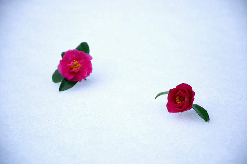 无人,横图,俯视,室外,特写,白天,雪,大雪,山茶花,积雪,雪景,冬季,冬天,两朵,红色,寒冷,玉茗花,耐冬,严寒,海石榴,茶花,彩图,高角度拍摄