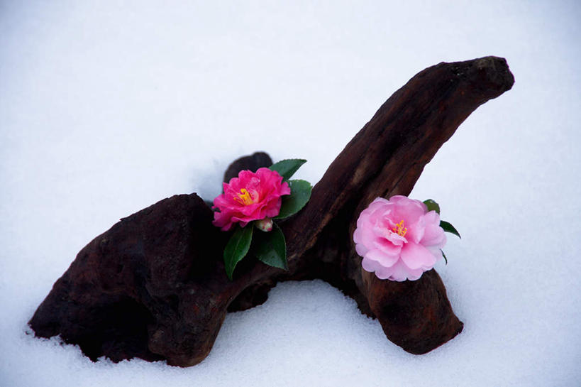 无人,横图,俯视,室外,特写,白天,雪,大雪,山茶花,积雪,雪景,冬季,冬天,树桩,树,树干,两朵,红色,木桩,寒冷,玉茗花,耐冬,严寒,海石榴,茶花,彩图,高角度拍摄