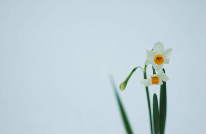 无人,横图,室外,白天,正面,雪,大雪,水仙花,盛开,积雪,雪景,冬季,冬天,花蕾,花,花瓣,花朵,鲜花,一朵,白色,花苞,花蕊,寒冷,严寒,彩图