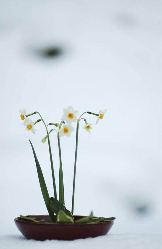 无人,竖图,室外,白天,正面,雪,大雪,水仙花,盛开,积雪,雪景,冬季,冬天,花蕾,花,花瓣,花朵,鲜花,一朵,白色,花苞,花蕊,寒冷,严寒,彩图