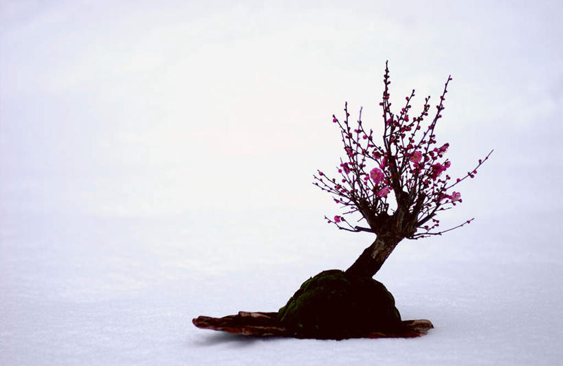 无人,横图,室外,白天,正面,雪,大雪,盛开,积雪,雪景,冬季,冬天,梅花,盆景,花蕾,花,花瓣,花朵,鲜花,紫色,花苞,花蕊,寒冷,严寒,彩图