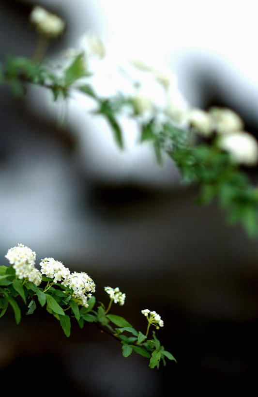 无人,竖图,室外,特写,白天,正面,朦胧,模糊,盛开,花蕾,花,花瓣,花朵,鲜花,白色,花苞,花蕊,麻叶绣球,麻叶绣线菊,彩图