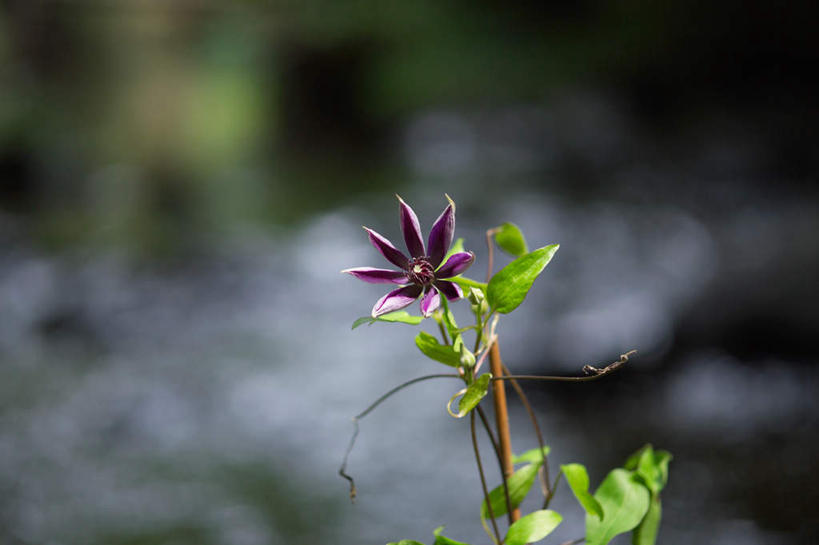 无人,横图,室外,特写,白天,正面,朦胧,模糊,盛开,铁线莲,花蕾,花,花瓣,花朵,鲜花,花苞,花蕊,番莲,威灵仙,山木通,彩图