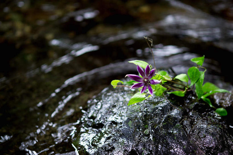 无人,横图,室外,特写,白天,正面,朦胧,模糊,盛开,铁线莲,花蕾,花,花瓣,花朵,鲜花,花苞,花蕊,番莲,威灵仙,山木通,彩图