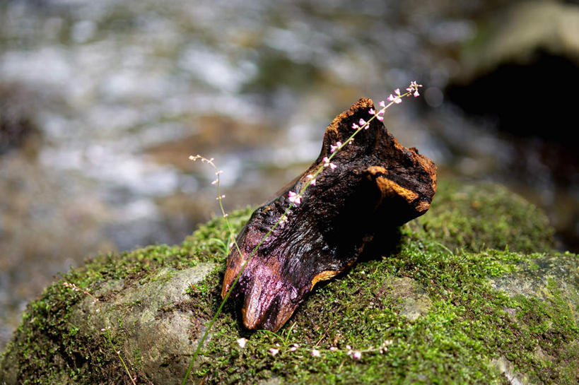 无人,横图,俯视,室外,特写,白天,石头,盛开,石子,青苔,苔藓,花蕾,花,花瓣,花朵,鲜花,花苞,花蕊,石块,岩石,彩图,高角度拍摄
