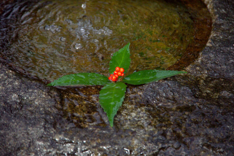 无人,横图,俯视,室外,白天,植物,叶子,波纹,池塘,水池,绿叶,草药,药草,涟漪,中药,红色,倒影,水纹,波浪,嫩叶,倒映,药材,中草药,接骨木,中药材,本草,水晕,草珊瑚,接骨金粟兰,九节茶,九节风,九节花,肿节风,竹节茶,反照,叶,叶片,彩图,高角度拍摄