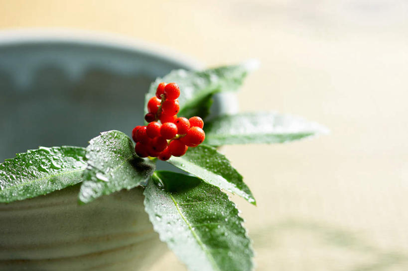 无人,横图,俯视,室外,特写,白天,植物,叶子,陶瓷,绿叶,草药,药草,陶瓷制品,中药,一个,红色,容器,碗,嫩叶,单个,储藏,储存,药材,中草药,接骨木,中药材,本草,草珊瑚,接骨金粟兰,九节茶,九节风,九节花,肿节风,竹节茶,叶,叶片,彩图,高角度拍摄,贮存