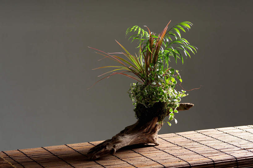 无人,横图,俯视,室内,特写,白天,植物,灰色背景,盆栽,席子,竹席,盆景,绿色,自然,摄影,影棚,生长,成长,彩图,高角度拍摄,影棚拍摄,拍摄