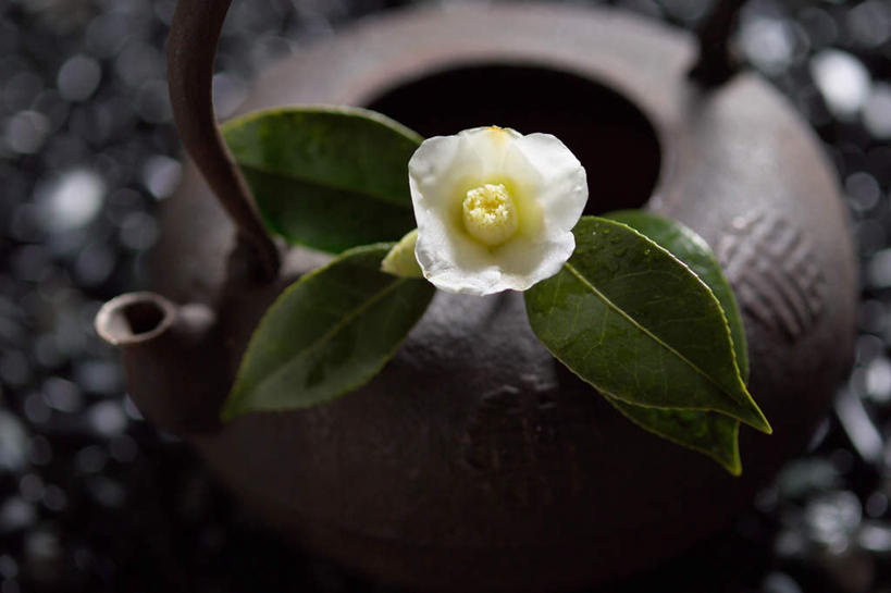 无人,横图,俯视,室外,特写,白天,石头,叶子,盛开,石子,绿叶,花蕾,花,花瓣,花朵,鲜花,一朵,白色,花苞,花蕊,嫩叶,鹅卵石,玉茗花,耐冬,海石榴,曼陀罗,茶花,叶,叶片,石块,彩图,高角度拍摄