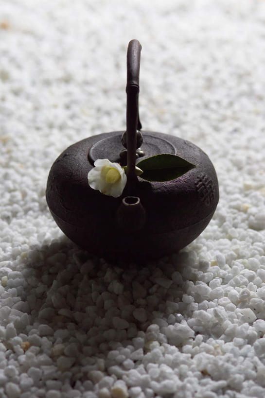 无人,竖图,俯视,室外,特写,白天,石头,叶子,盛开,石子,绿叶,花蕾,花,花瓣,花朵,鲜花,一朵,白色,花苞,花蕊,嫩叶,鹅卵石,玉茗花,耐冬,海石榴,曼陀罗,茶花,叶,叶片,石块,彩图,高角度拍摄