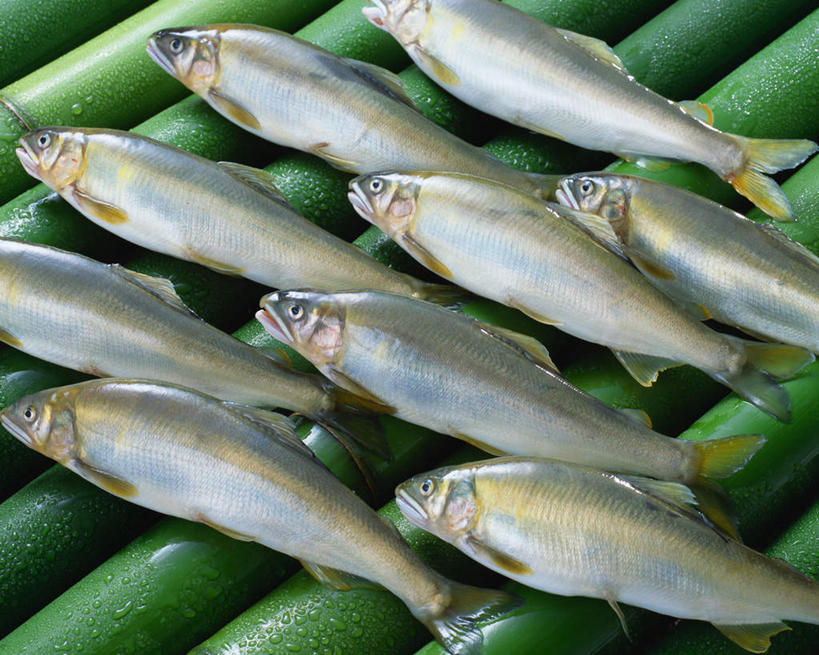 无人,横图,俯视,室内,特写,白天,纯洁,餐桌,桌子,竹子,一排,阴影,整齐,光线,鱼,影子,水滴,香鱼,鱼类,海洋生物,水珠,排列,餐台,高雅,队列,水生动物,水生物,海底动物,奉献,质朴,正直,担当,瓜鱼,海胎鱼,秋生子,细鳞鱼,香油鱼,竹,彩图,高角度拍摄,奋进,操守,四君子,岁寒三友,性坚,虚怀,虚心,善群,卓尔