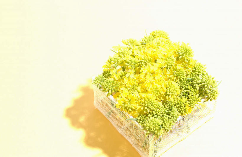 无人,横图,俯视,室内,特写,白天,许多,黄色背景,盛开,塑料,花蕾,盒子,花,花瓣,花朵,鲜花,黄色,容器,塑料制品,花苞,花蕊,油菜花,摄影,影棚,储藏,储存,彩图,高角度拍摄,影棚拍摄,拍摄,贮存,芸苔,芸薹