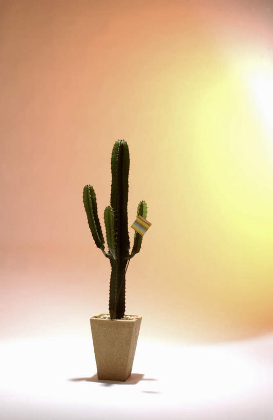 无人,竖图,室内,特写,白天,白色背景,正面,植物,仙人掌,花盆,火焰,盆栽,草药,盆景,中药,绿色,自然,摄影,影棚,生长,成长,一盆,药材,中草药,中药材,本草,牛舌头,玉芙蓉,仙巴掌,火掌,霸王树,彩图,影棚拍摄,拍摄