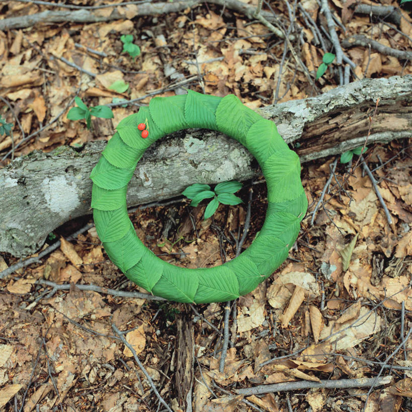 无人,方图,俯视,室外,特写,白天,植物,静物,叶子,圆环,圆圈,枯叶,落叶,枝条,地面,树,树木,树枝,绿色,环形,虬枝,枝杈,叶,叶片,彩图,高角度拍摄