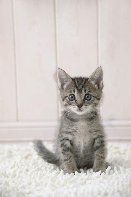 无人,坐,竖图,室内,特写,白天,正面,宠物,虎斑猫,猫,纺织品,花纹,装饰,毛毯,毯子,注视,纺织,一只,白色,灰色,动物,垫子,观察,看,温暖,可爱,摄影,影棚,观看,华丽,修饰,点缀,察看,关注,斑纹,猫咪,衬托,美观,雅致,雅观,坐着,彩图,全身,影棚拍摄,拍摄