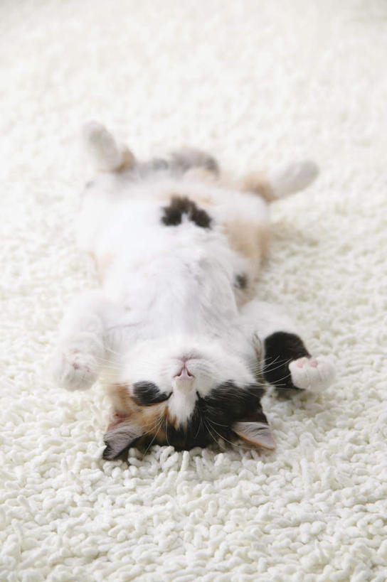 无人,躺,竖图,俯视,室内,特写,白天,宠物,猫,纺织品,装饰,毛毯,毯子,注视,纺织,一只,白色,动物,垫子,观察,看,温暖,可爱,摄影,影棚,观看,华丽,修饰,点缀,察看,关注,猫咪,衬托,美观,雅致,雅观,玳瑁猫,卧着,躺着,卧,彩图,高角度拍摄,全身,影棚拍摄,拍摄