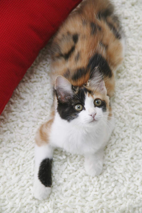 无人,竖图,俯视,室内,特写,白天,靠垫,宠物,猫,纺织品,装饰,毛毯,毯子,靠枕,注视,纺织,一只,红色,白色,动物,垫子,枕头,观察,看,趴着,温暖,可爱,摄影,影棚,观看,华丽,修饰,点缀,察看,关注,猫咪,衬托,美观,雅致,雅观,玳瑁猫,趴,抬头,仰头,半身,彩图,高角度拍摄,影棚拍摄,拍摄