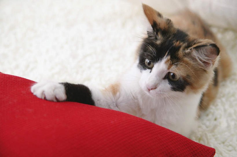 无人,摸,横图,俯视,室内,特写,白天,靠垫,宠物,猫,纺织品,抚摸,装饰,毛毯,毯子,靠枕,注视,纺织,一只,红色,白色,动物,垫子,枕头,观察,看,趴着,温暖,可爱,摄影,影棚,观看,华丽,修饰,点缀,察看,关注,猫咪,衬托,美观,雅致,雅观,玳瑁猫,触摸,接触,趴,半身,彩图,高角度拍摄,影棚拍摄,拍摄