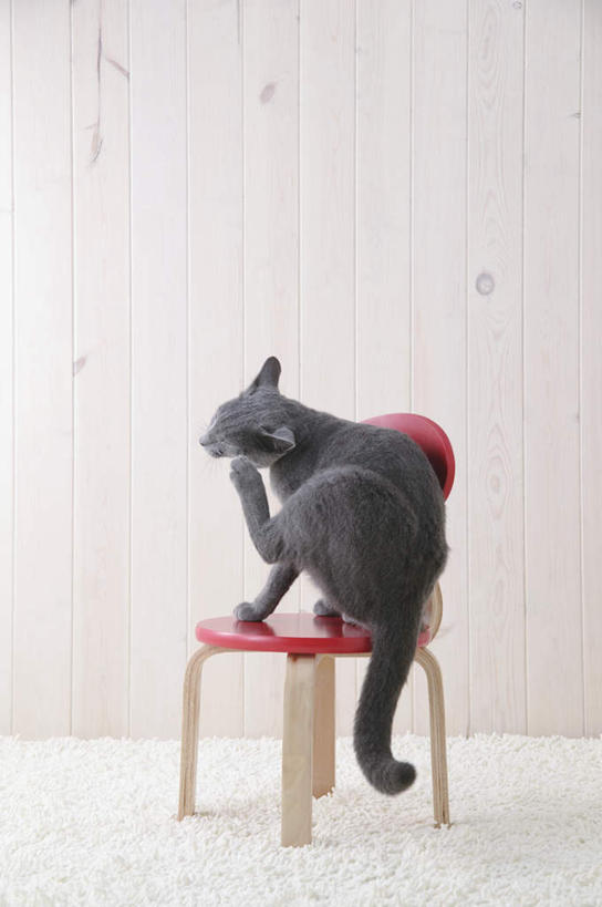 无人,坐,摸,竖图,室内,特写,白天,侧面,宠物,猫,椅子,纺织品,抚摸,装饰,毛毯,毯子,木椅,俄罗斯蓝猫,注视,纺织,一个,一只,红色,白色,动物,垫子,观察,看,温暖,可爱,摄影,影棚,单个,观看,挠,华丽,修饰,点缀,察看,关注,衬托,美观,雅致,雅观,阿契安吉蓝猫,俄国蓝猫,马耳他猫,触摸,接触,坐着,彩图,全身,影棚拍摄,拍摄