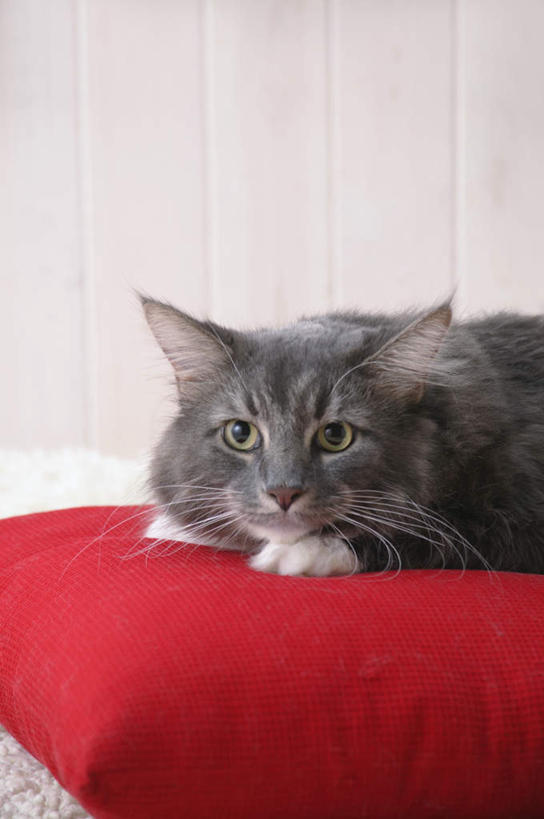 无人,竖图,室内,特写,白天,正面,靠垫,宠物,猫,纺织品,装饰,毛毯,毯子,靠枕,注视,纺织,一个,一只,红色,白色,动物,垫子,枕头,观察,看,趴着,温暖,可爱,摄影,影棚,单个,观看,华丽,修饰,点缀,察看,关注,猫咪,缅因库恩猫,衬托,美观,雅致,雅观,缅因猫,趴,半身,彩图,影棚拍摄,拍摄