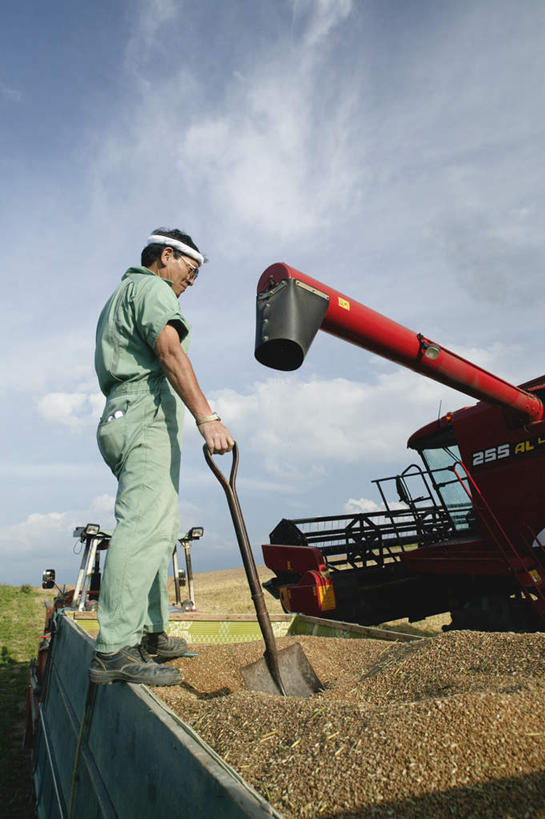 东方人,一个人,农民,站,竖图,室外,白天,仰视,旅游,度假,小麦,美景,亚洲,仅一个男性,仅一个人,仅一个中年男性,铲子,景观,拿,拿着,黄种人,娱乐,自然,站着,享受,休闲,景色,放松,自然风光,联合收割机,男人,男性,中年男性,亚洲人,佃农,农场主,农夫,农工,乡下人,小农,庄稼人,站立,彩图,低角度拍摄,全身