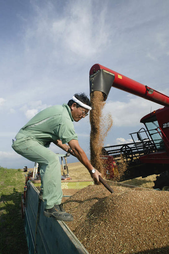 东方人,一个人,农民,站,竖图,室外,白天,侧面,旅游,度假,小麦,美景,亚洲,仅一个男性,仅一个人,仅一个中年男性,铲子,景观,拿,拿着,黄种人,娱乐,自然,站着,享受,休闲,景色,放松,自然风光,联合收割机,男人,男性,中年男性,亚洲人,佃农,农场主,农夫,农工,乡下人,小农,庄稼人,站立,彩图,全身