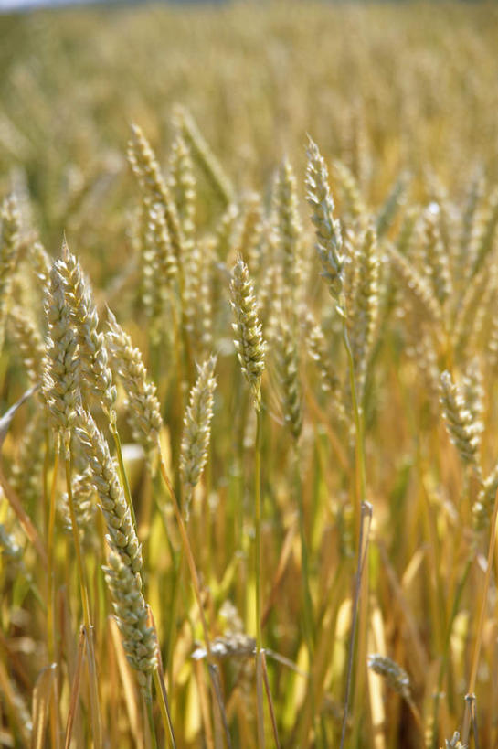 无人,农田,竖图,室外,白天,正面,旅游,度假,庄稼,小麦,美景,北海道,日本,亚洲,朦胧,模糊,景观,谷物,麦穗,娱乐,自然,享受,休闲,景色,放松,自然风光,东亚,日本国,北海道地方,北海道岛,彩图,耕地,庄稼田