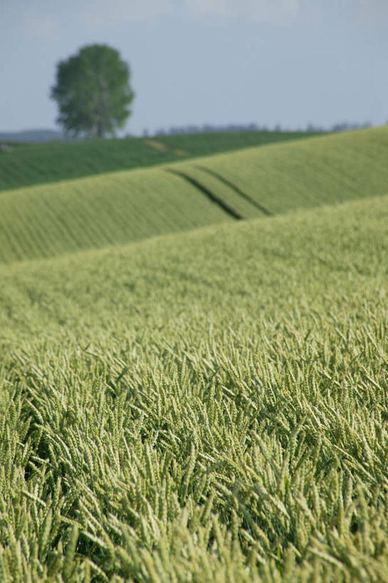 无人,农田,竖图,室外,白天,正面,旅游,度假,庄稼,小麦,美景,北海道,日本,亚洲,景观,麦穗,娱乐,自然,享受,休闲,景色,放松,自然风光,东亚,日本国,北海道地方,北海道岛,彩图,耕地,庄稼田